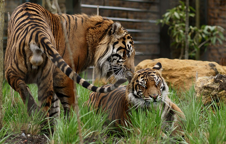 Two tigers in an enclosure at London Zoo