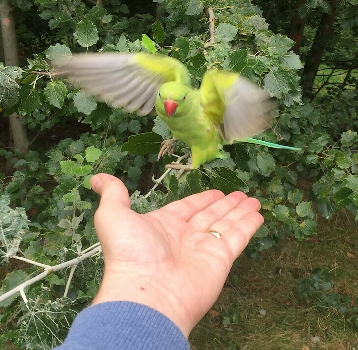 A parakeet flies towards an open hand