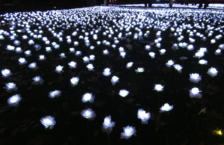 Rows and rows of white roses glowing in the dark