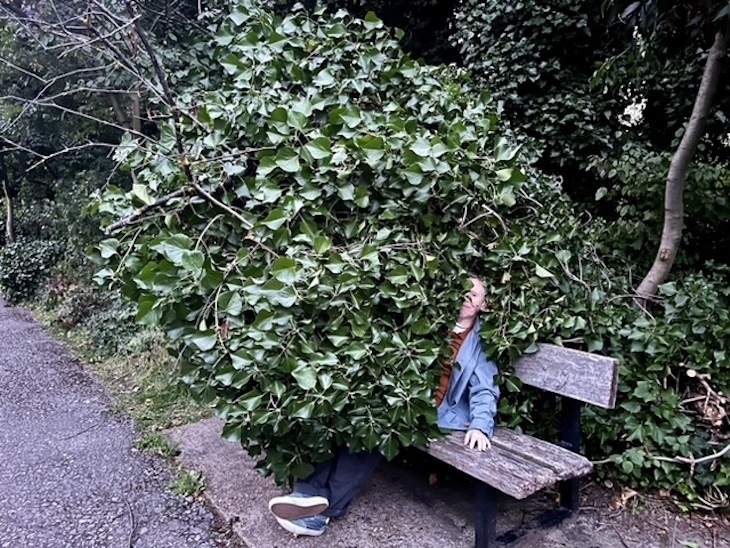 A person consumed by a bush, sitting on a bench