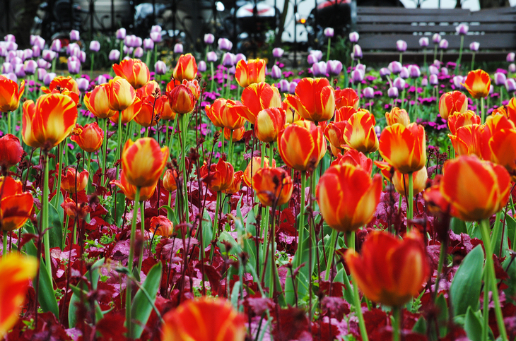 A host of red and purple tulips