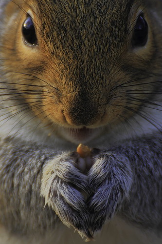 Il mio tessssoro! / My preciousssss (2.0, Grey Squirrel, London, England)