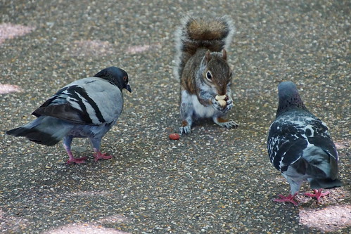 St. James´s Park - London