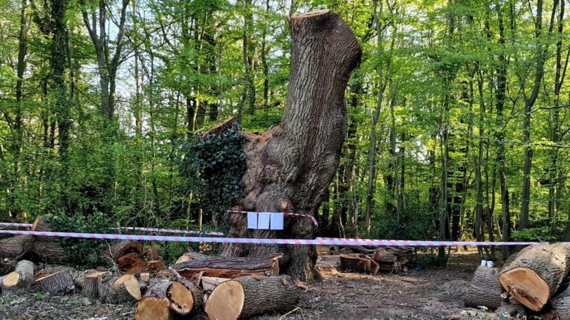 Headline: The Value of Ancient Trees: Why Their Protection is Crucial Amid Growing Threats