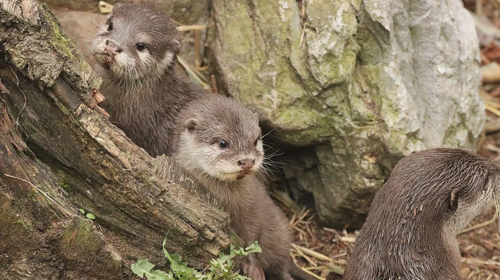 Headline: Splashing into Adventure: London Zoos Otter Pups Embrace Their Aquatic Journey
