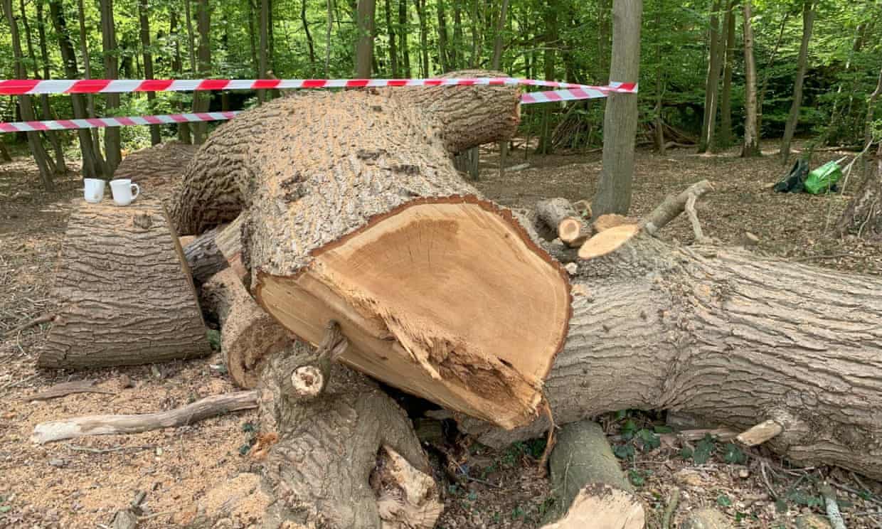 Headline: Ancient Oaks Untimely Demise Sparks Outcry for Stronger Safeguards in London