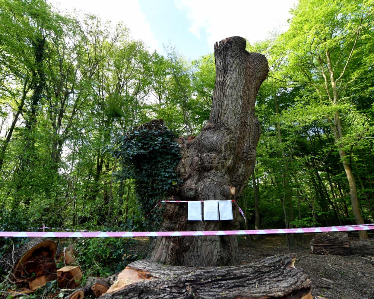 Corruption Concerns Emerge as Enfield Council Leader Enjoys Spurs Hospitality Days Before Controversial Tree Felling