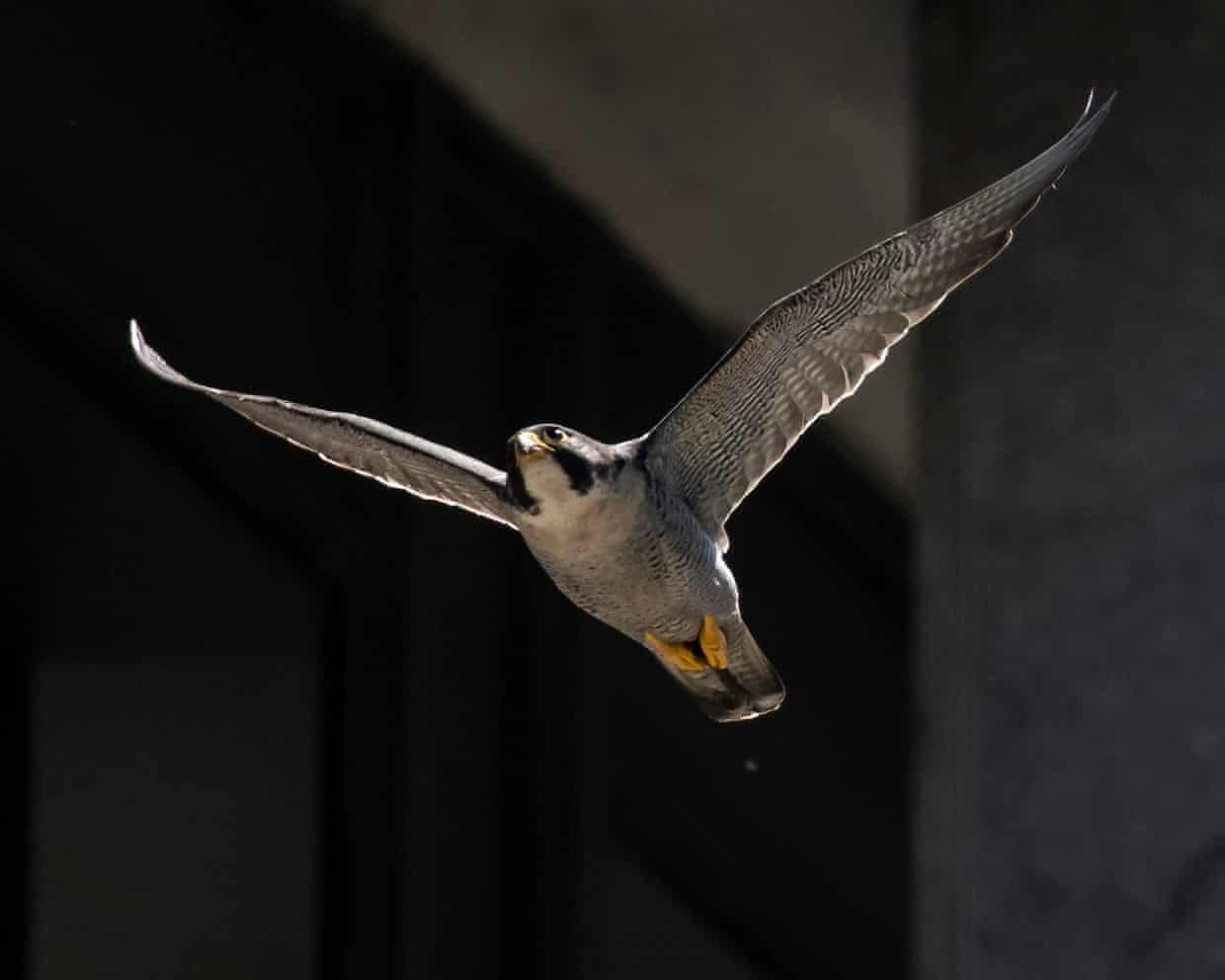 Headline: The Skies of London: A Young Observers Tale of Falcon Fury and Pigeon Peril