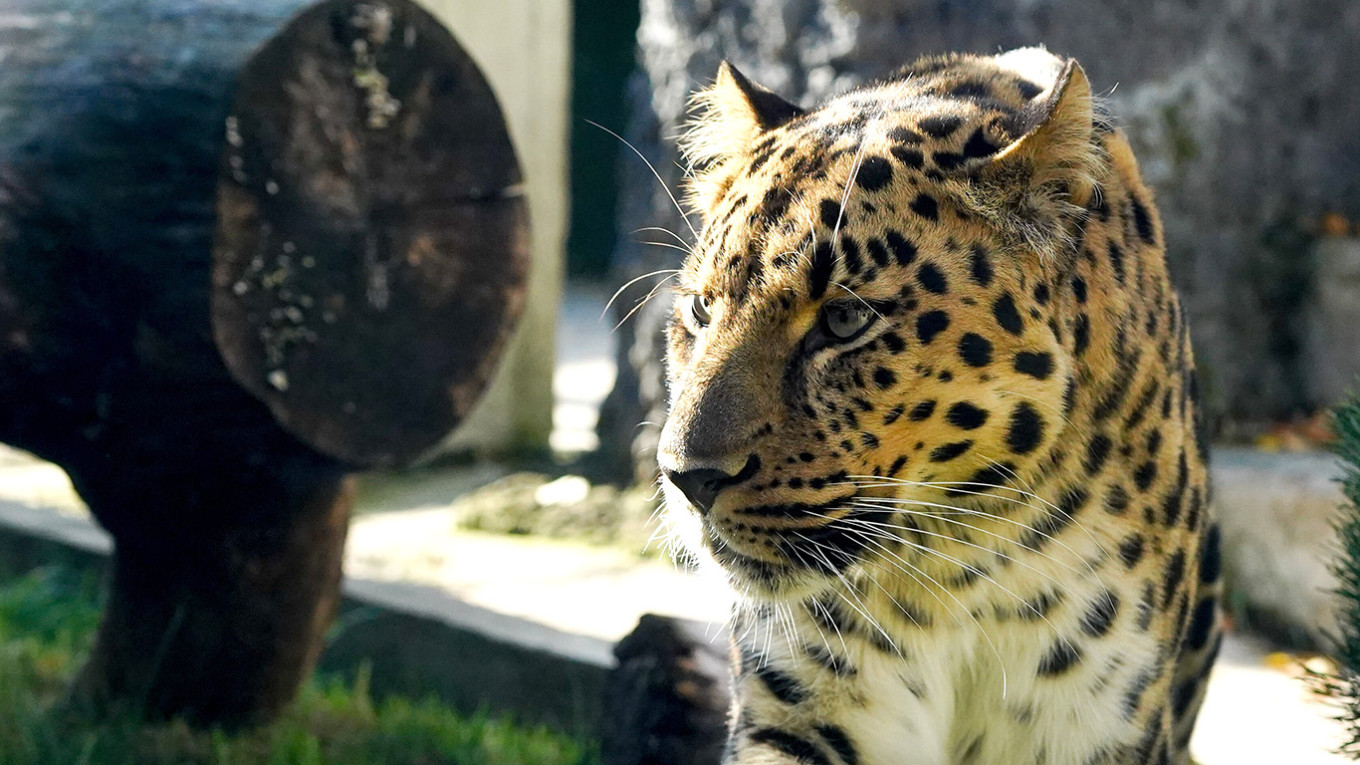 Moscow Zoo Incident: Man Arrested for Tossing Dangerous Pills into Animal Enclosures