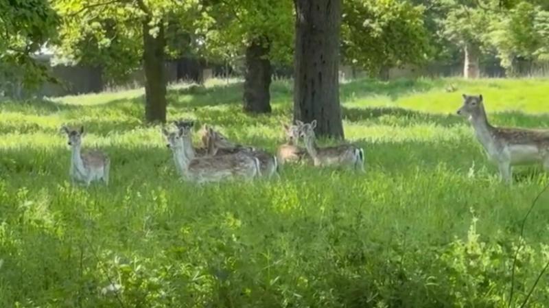 Deer Return to Greenwich Park After Four-Year Absence, Embracing New Habitat