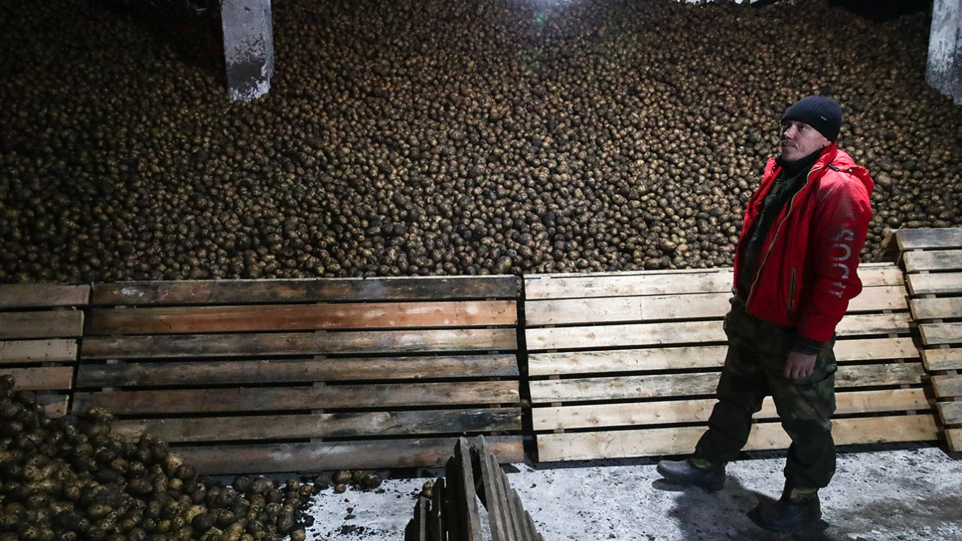 Record Surge in Wholesale Potato Prices in Russia Amid Declining Harvests