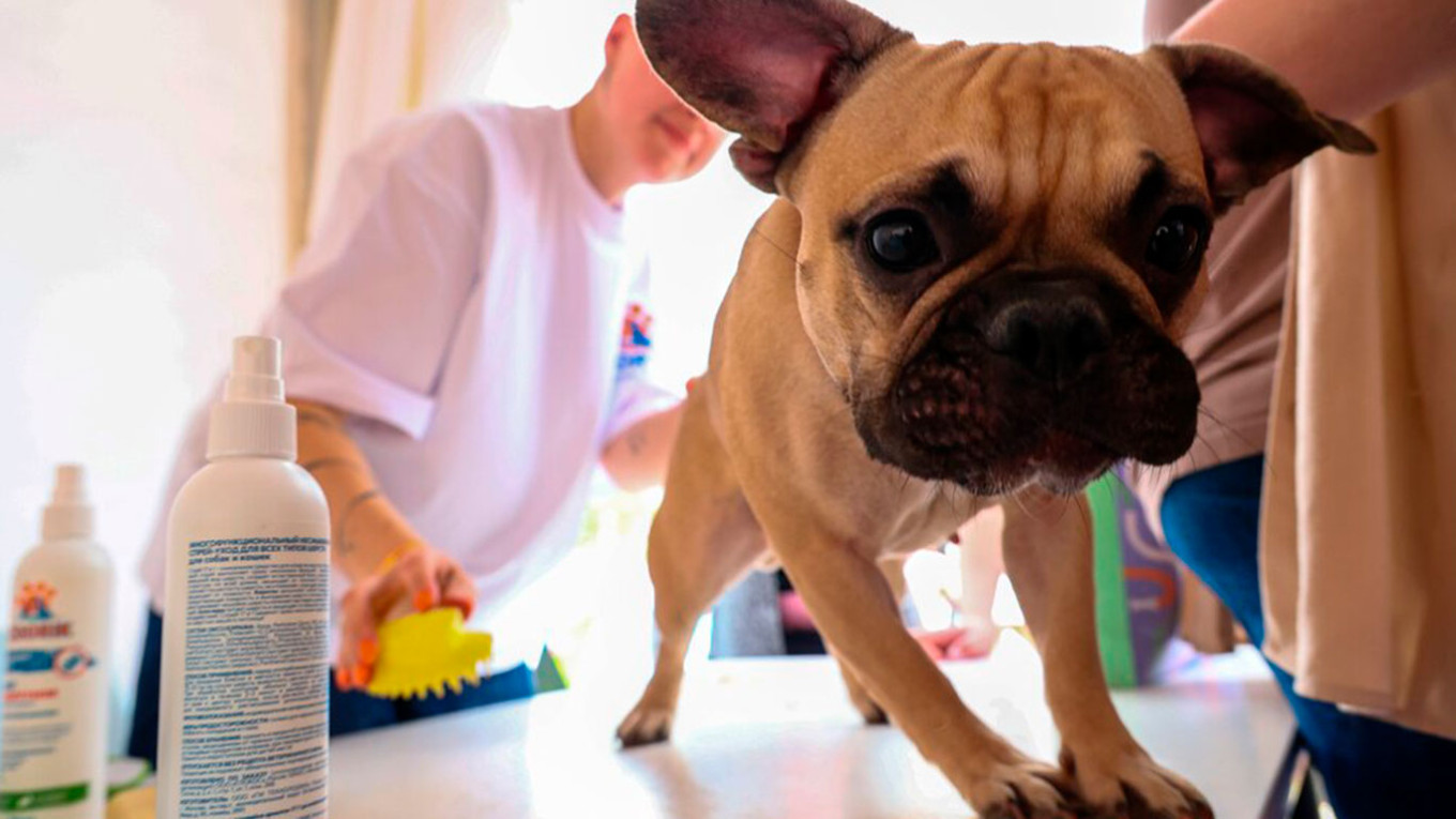 Critical Shortage of Animal Vaccines in Russia Sparks Concerns Over Public Health and Pet Welfare