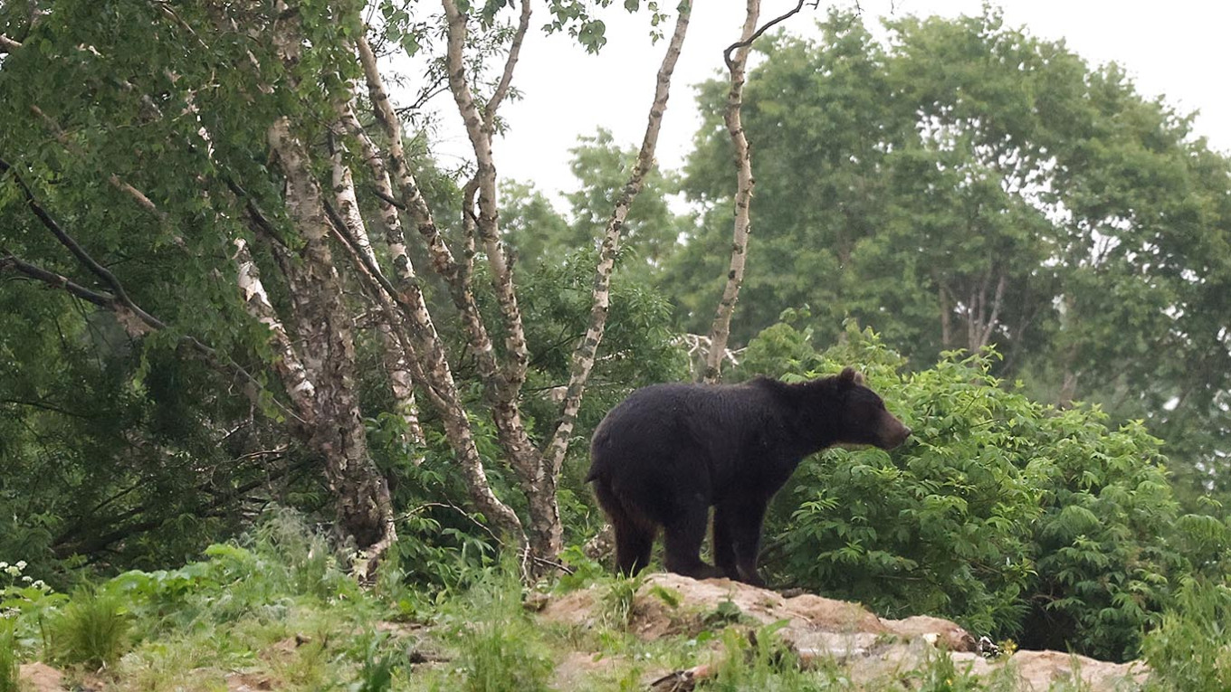 Eleven Brown Bears Shot in One Night as Food Waste Lures Them to Landfill in Russias Far East