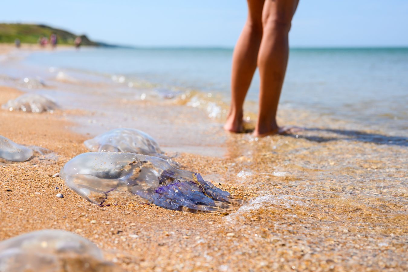 Expert Advice: A Step-by-Step Guide on What to Do If Stung by a Jellyfish