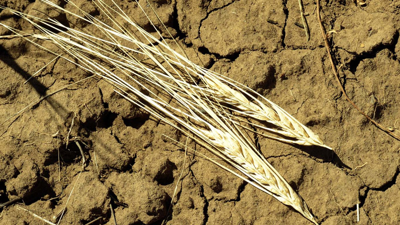 Krasnodars Ongoing Drought Leads to Over $570 Million in Agricultural Losses, Urges Government Assistance