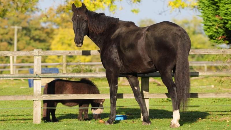 From Soldier to Serenity: The Tale of Quaker, the Military Horse That Found Peace After a Wild Escape