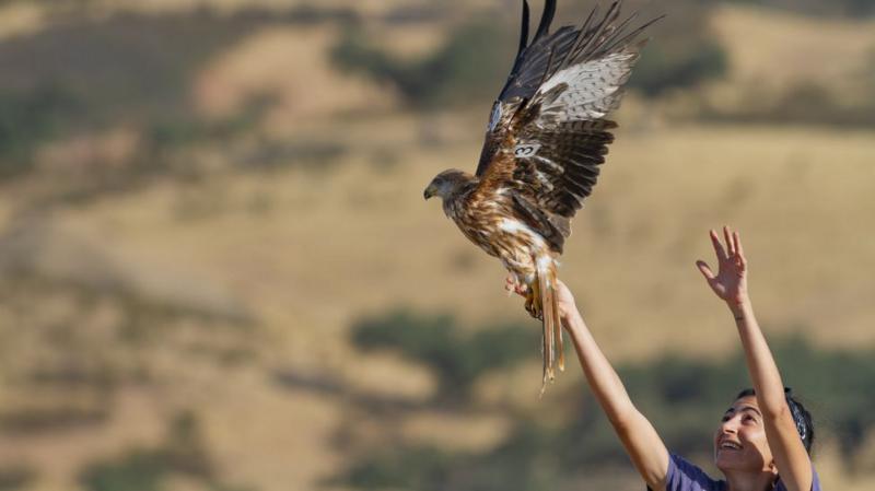 Soaring Hopes: UK Red Kites Take Flight to Rescue Spanish Kin from Extinction