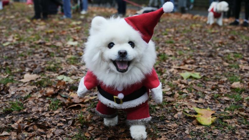 Festive Furry Friends: Over 150 Rescue Dogs Don Christmas Jumpers for Joyful London Parade