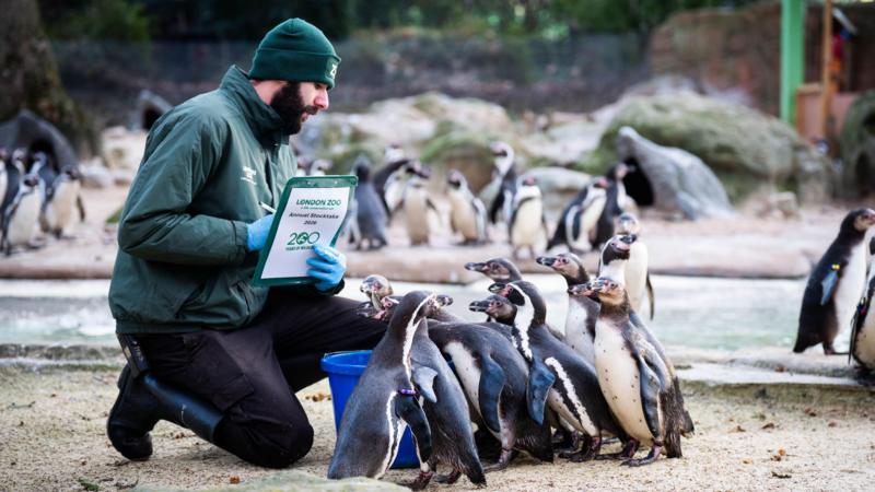 Counting for Conservation: London Zoo Marks 200 Years with Annual Animal Census to Support Global Wildlife Efforts