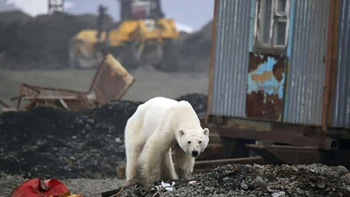 Polar Bear Attack Injures Family Members in Isolated Siberian Village